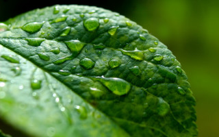 Green leaf water drops macro 7 - a green leaf free wallpaper