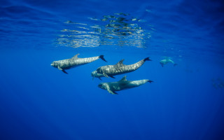 Dolphins ocean sunlight underwater fish - sunlight free wallpaper