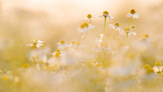 Wildflowers siblings sunset twins aqua - soft free wallpaper