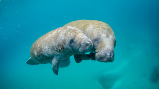 Whale fish ocean underwater starry - the water together free wallpaper