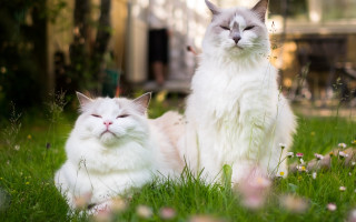 White cats blurry background nature - the grass free wallpaper