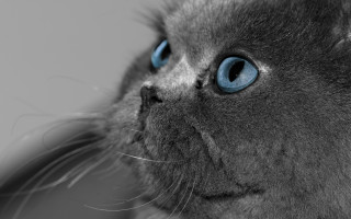 Blue eyed cat serious face - its face and head free wallpaper