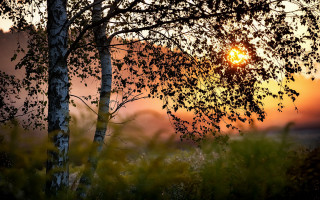 Sunrise tree autumn leaves forest - impressionist free wallpaper