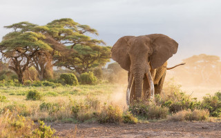 Elephant field trees dust wildlife - an elephant free wallpaper