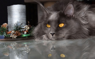 Cat cake candle pinecones vanitas - a pine cone free wallpaper
