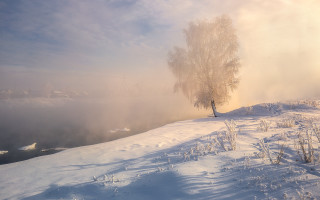Snowy hill tree foggy sky - artur tarnowski free wallpaper