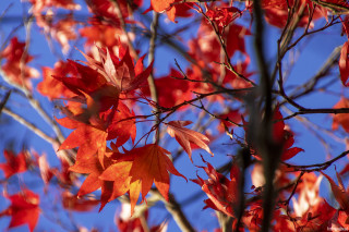 Red leaves blue sky macro - red leaf free wallpaper