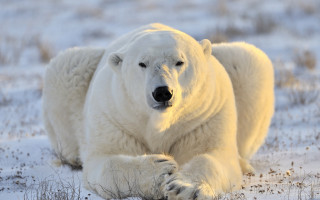 Polar bear snow laying ecological - his head on free wallpaper