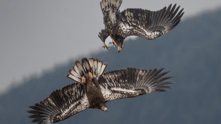 Birds flying wings eagle monster - their wing free wallpaper