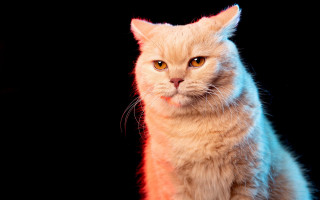 Cat neon popart yellow eyes - a yellow eye free wallpaper