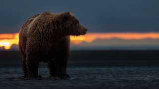 Brown bear beach sunset clouds 2 - the background and a sun setting free wallpaper