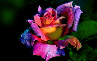 Colorful rose water droplets fauvism - petal free wallpaper