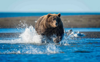 Bear running water bird background - nearby free wallpaper
