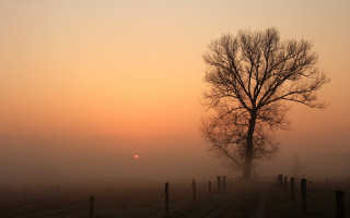 Foggy tree sunset fence portrait - a tree in the foreground free wallpaper