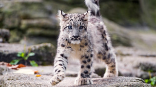 Snow leopard rocky outdoor photorealistic 2 - a rocky area free wallpaper
