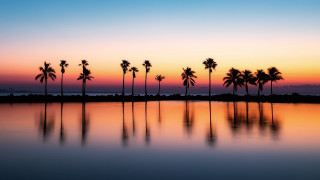 Sunset palm trees reflection orange - a sunset free wallpaper