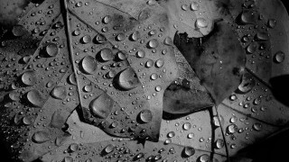 Water droplets leaf rain black - ansel adams free wallpaper