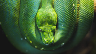 Green snake water droplets cobra - a green snake free wallpaper