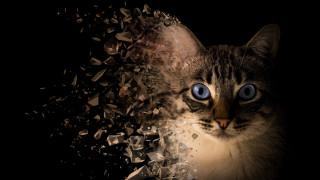Cat blue eyes black background - carlos catasse free wallpaper for desktop