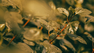 Leafy plant water droplets shallow - shallow free wallpaper for desktop
