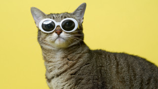 Cat sunglasses yellow gradient popart - round free wallpaper