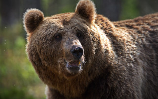 Brown bear open mouth primivitism - a black nose free wallpaper