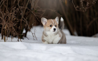 Small dog snow outdoor renaissance - impressionist free wallpaper
