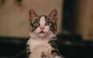 Cat green eyes serious focus - serious free wallpaper