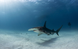 Shark scuba diver underwater ocean - nearby free wallpaper