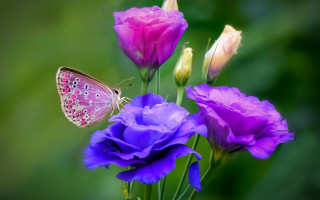 Butterfly purple flower macro gradient - a green background behind free wallpaper