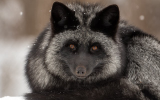 Wolf snow falling closeup portrait - a portrait free wallpaper