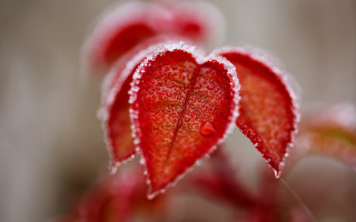 Red flower snow petals leaves - a red flower free wallpaper