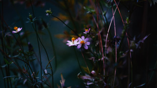 Flowers in grass center microscopic - canon 5 0 mm free wallpaper