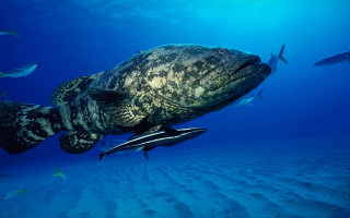 Large fish ocean diver illustration - other fish free wallpaper