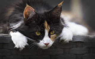 Cat brickwall window yelloweyes whiskers - a window sill free wallpaper