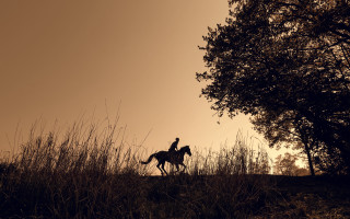 Person horse field sunset tree - a horse in a field free wallpaper