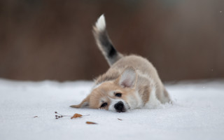 Shiba inu snow playful blurry - its head on free wallpaper