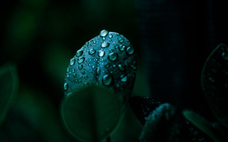 Water droplets plant macro glowing - a close up of a plant free wallpaper