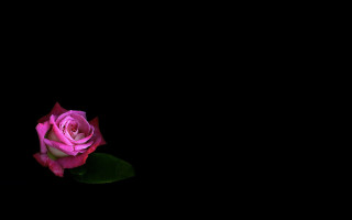 Pink rose dark stilllife neoromanticism - a pink rose free wallpaper