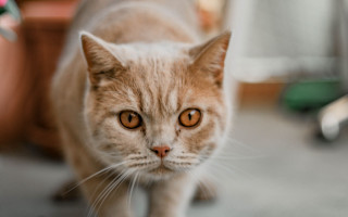 Cat planter chair blurry background - near free wallpaper