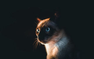 Black cat blue eyes renaissance - chiaroscuro free wallpaper