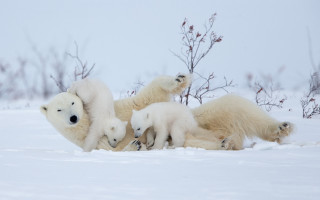 Polar bears snow cubs ecological - polar free wallpaper