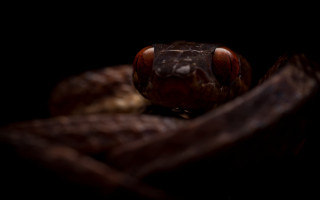 Brown snake cobra macro dark - dark background free wallpaper for desktop