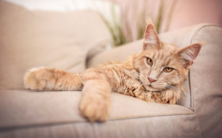 Cat couch paws camera photorealistic - the arm of the couch free wallpaper