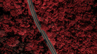 Red forest road autumn leaves - both side of it free wallpaper