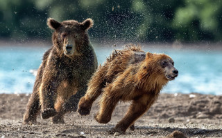 Bears running beach water trees - near free wallpaper