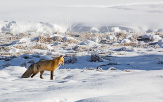 Fox snowy field bushes hill - a hill free wallpaper