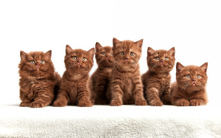 Kittens white blanket animal focus - conceptual art free wallpaper