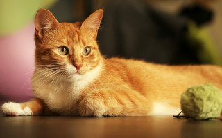 Cat yarn shiba inu blurry 2 - a person in the background free wallpaper