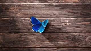Blue butterfly shadow wooden surface - affinity photo free wallpaper